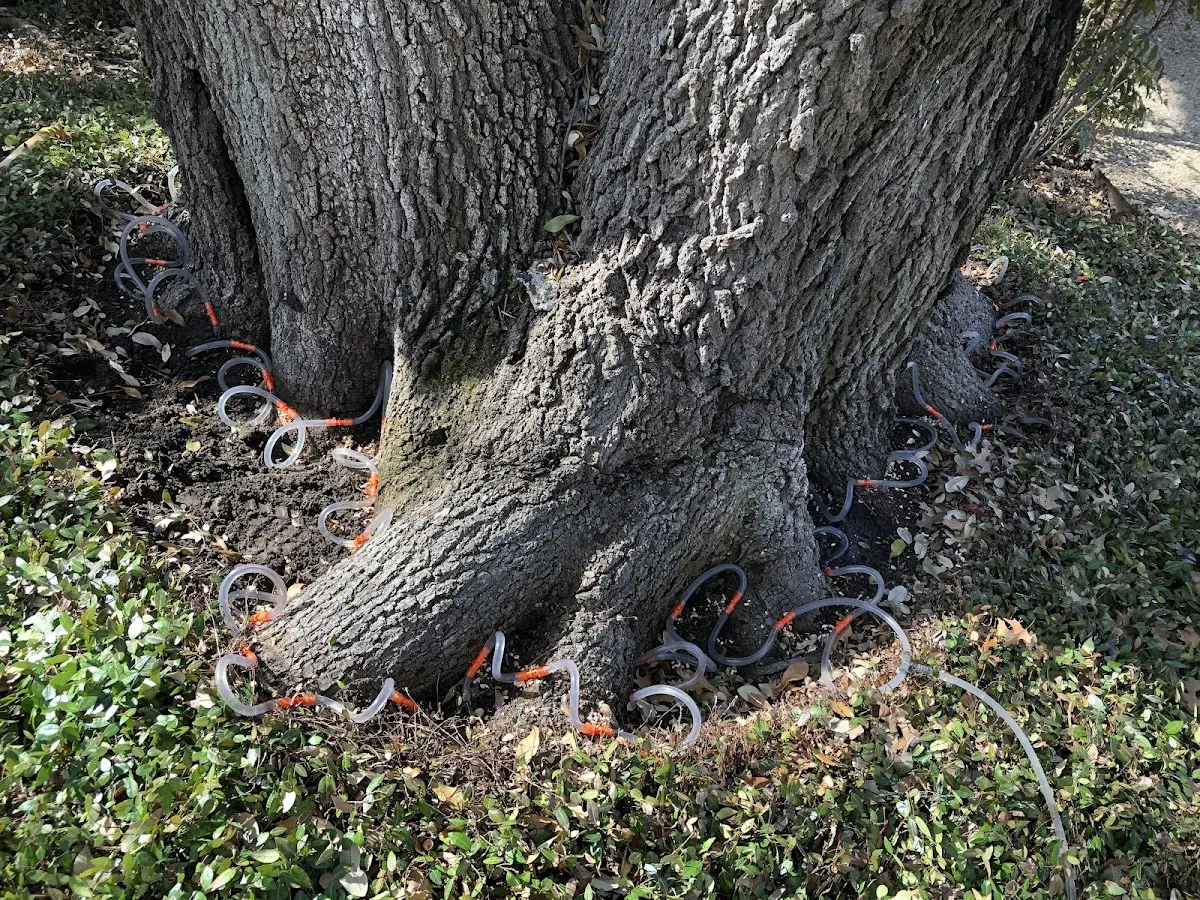 Detailed Tree Cabling and Bracing job site in Lee Center