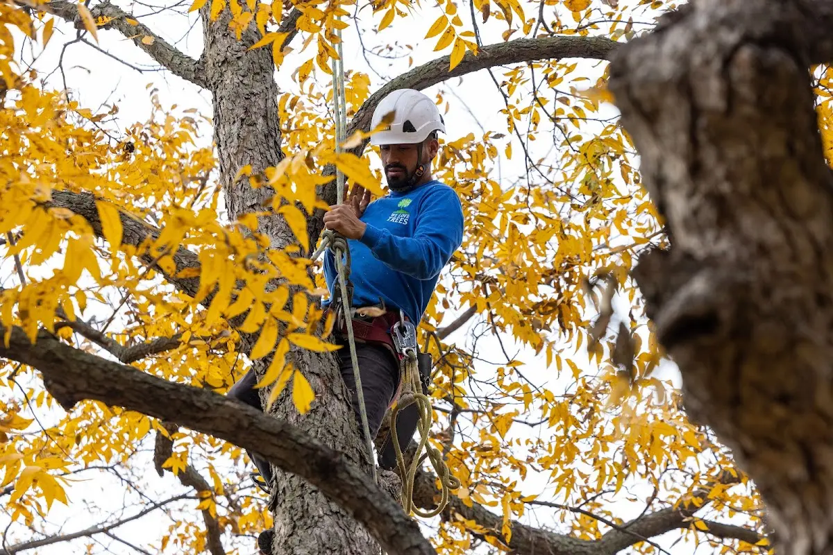 Skilled Tree Pruning crew working in Lee Center