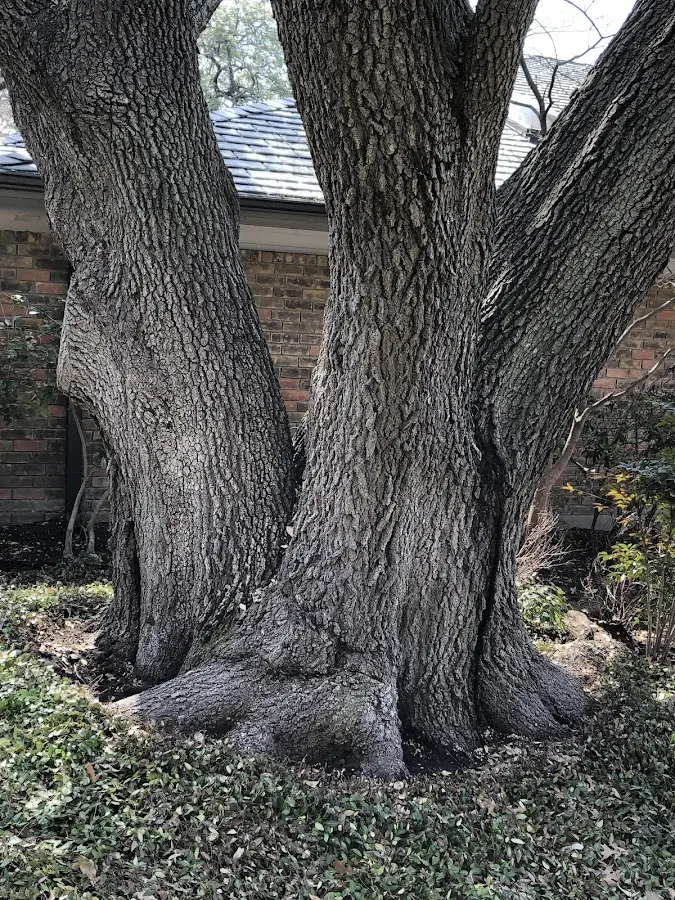 Mature heritage tree close to a Lee Center property cared for by certified arborists